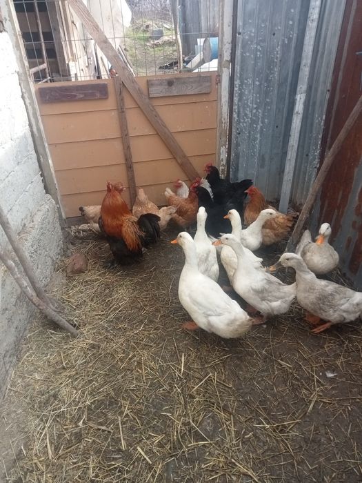 Vând găini și rațe șapte găini și un cocoș și cinci rațe și doi rățoi