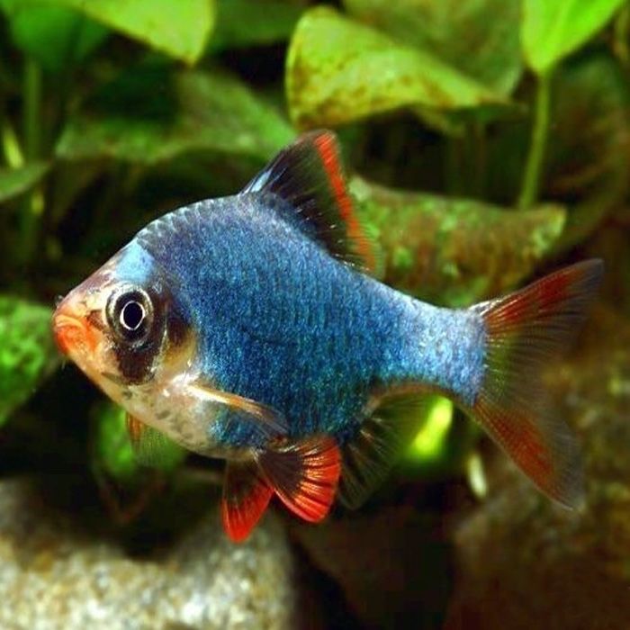 Рыбки в подарок при покупке аквариума