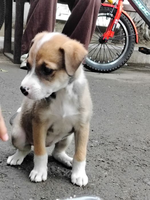 Щенка в добрые руки