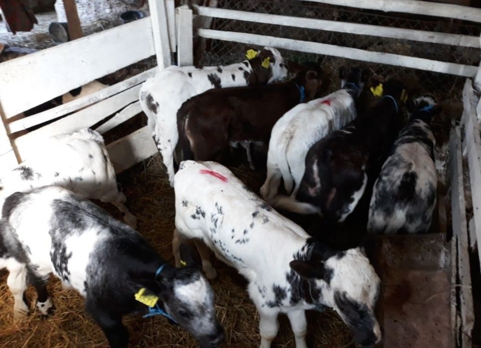 Vitei de Vânzare ofer transport!!