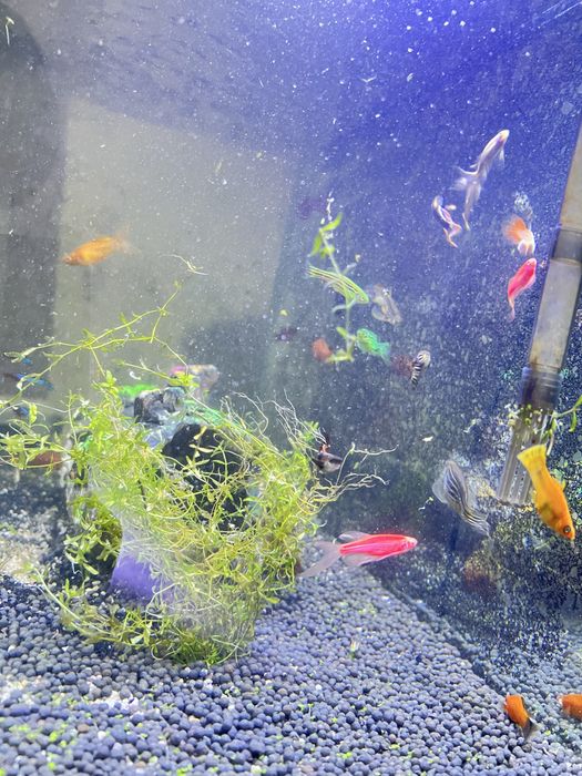 чорнийе Малинези гуппи и други