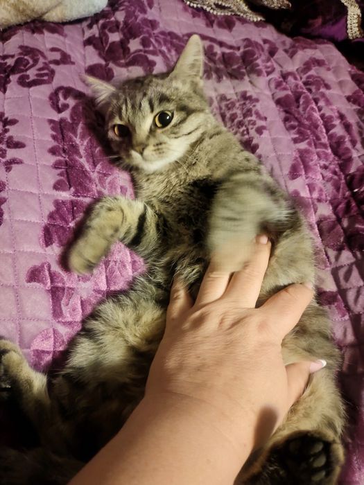 отдам замечательну кушечку