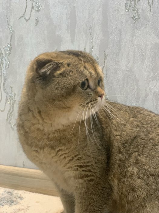 Скотиш фолд (шотландский вислоухий)
