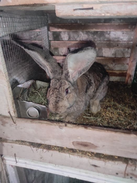 Flander quyon sotiladi