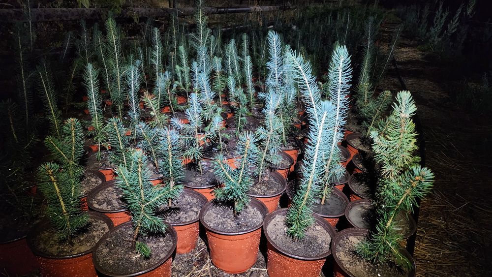 Голубой ель кучатлари сотилади