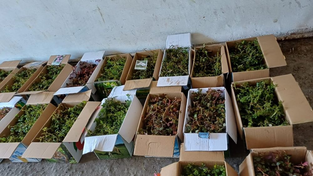 Продам саженцы Розы