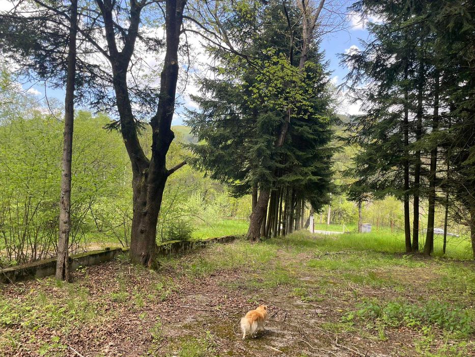 Продава се Парцел в Копривщица - 5551 кв.м за 55 €/кв.м - Снимка #10