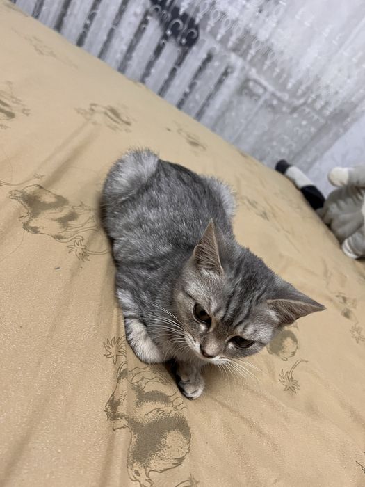 Шотландский котенок