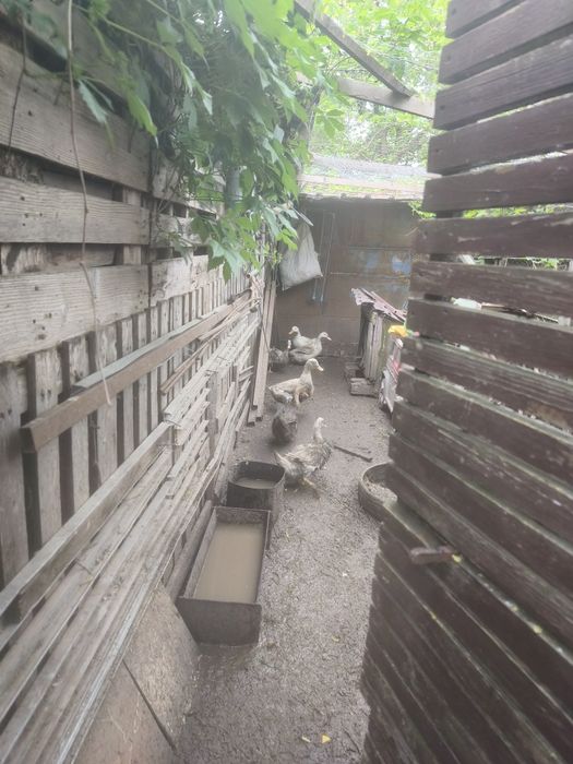 Vând 5 rate și un rățoi ( românești)de 1 an