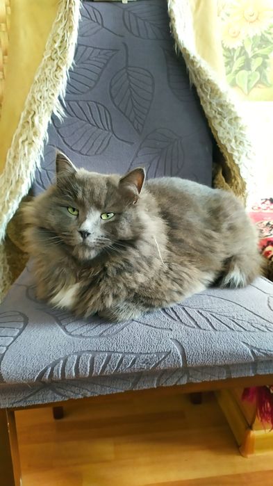 Прекрасный, пушистый, добрый кот