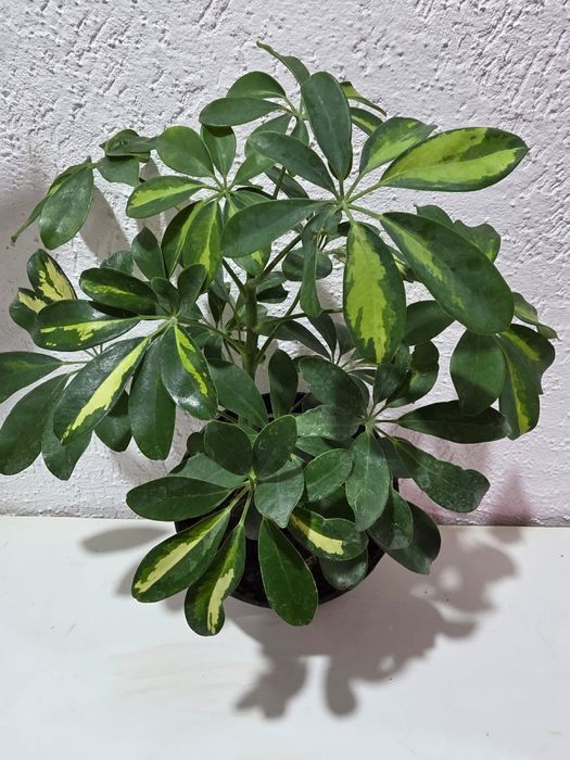 Комнатные  цветы орхидеи, антуриум, шефлера