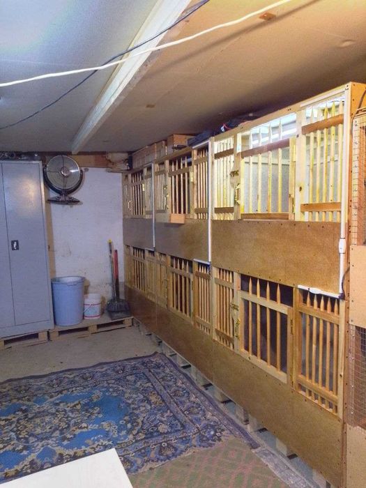 Xorozjila uchun maxsilis kataklar