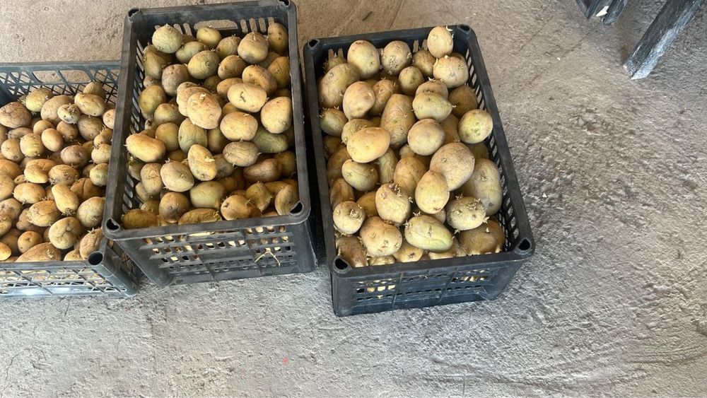 Картошка местная для поссева