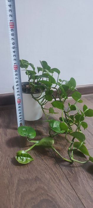Эпипремнум комнатный цветок