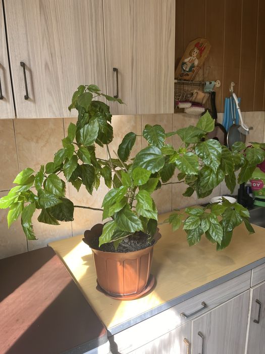 Цветы комнатные разные