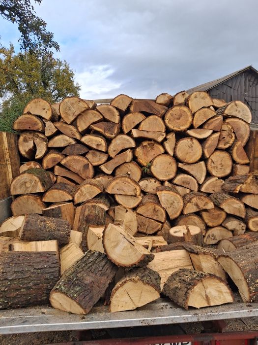 Stejar uscat sau verde