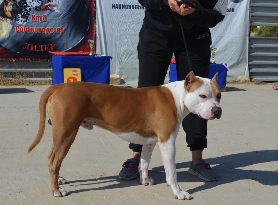 Ищем невесту для стаффа