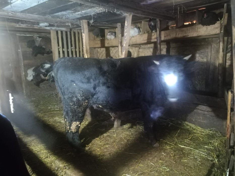 Продам быка стоит на откорме !