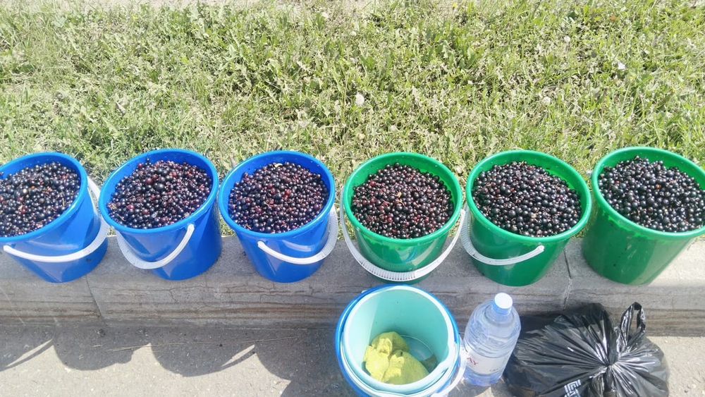 Продам Смородина