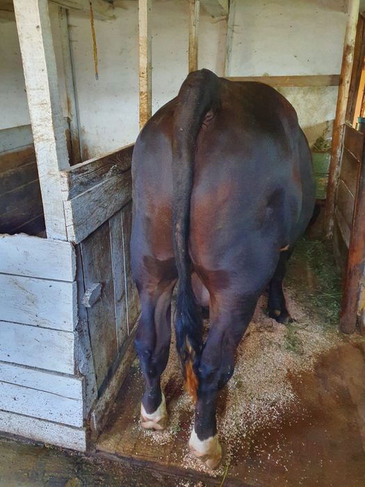 Taur de vanzare