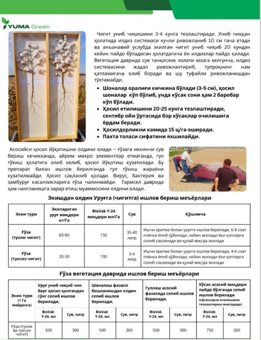 BIOVAK Y 24  AGRO maxsulot