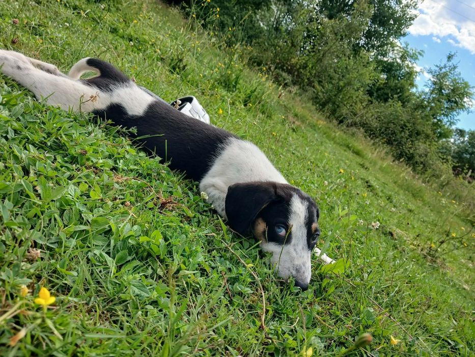 Cățeluși spre adopție!