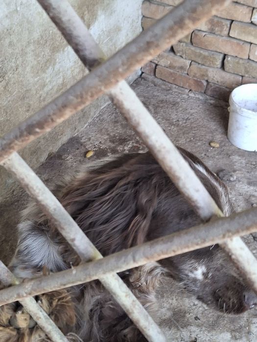 Русский спаниель