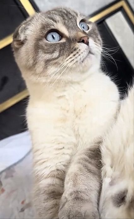 Отдам кота скотиш фолд