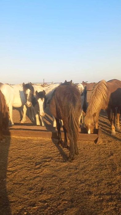Продам табун лошадей. Кобылы(жерёбые) и жеребец .