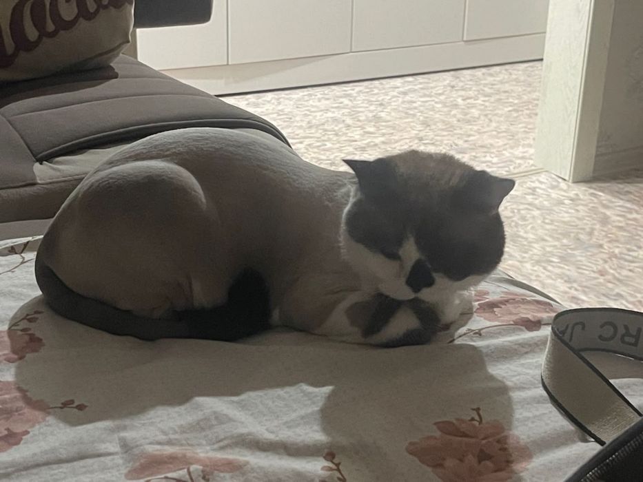 Продам британскую кошку