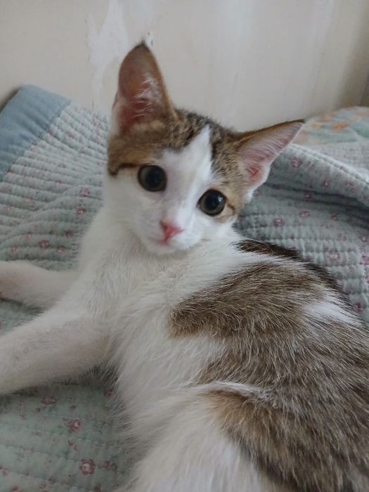 Отдам котенка мальчика