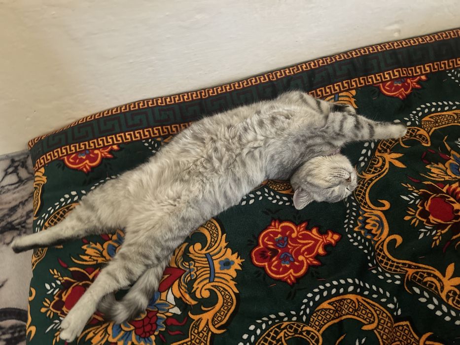 Британский шиншилла мрамор