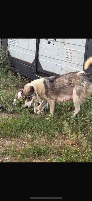 Щенки лайки  чистокровные