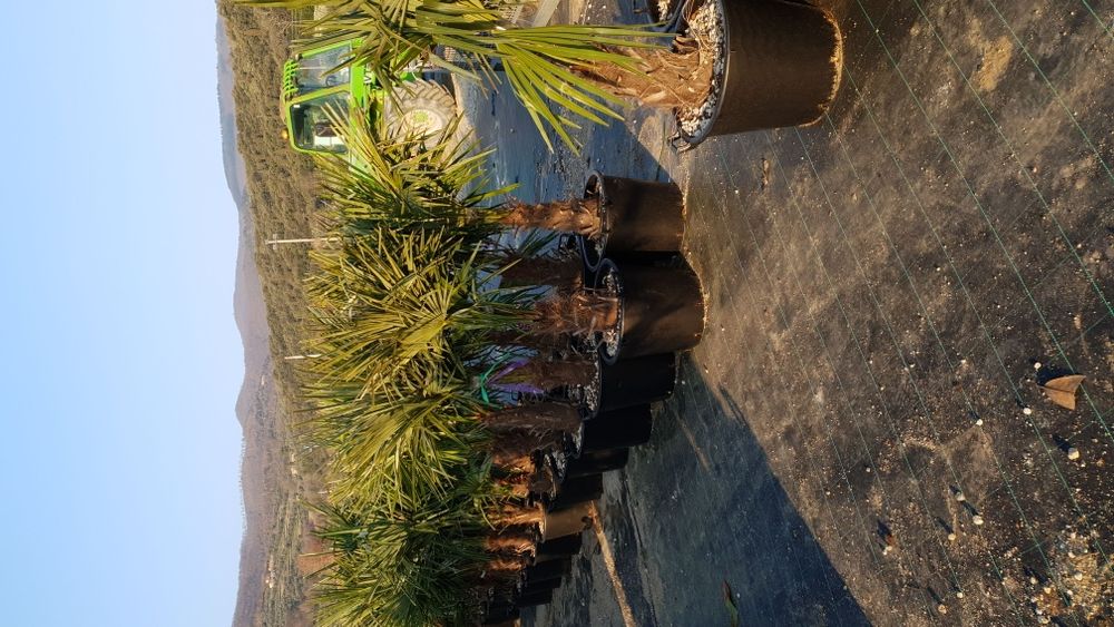 Vindem palmieri de mai multe dimensiuni