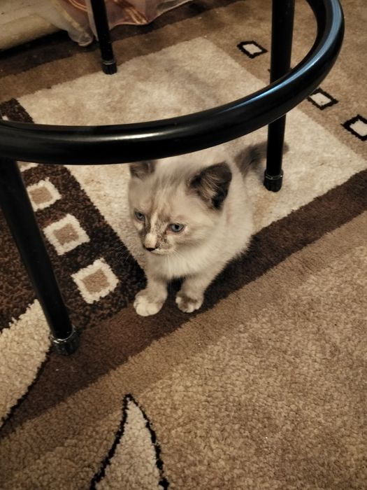 Отдам бесплатно котёнка