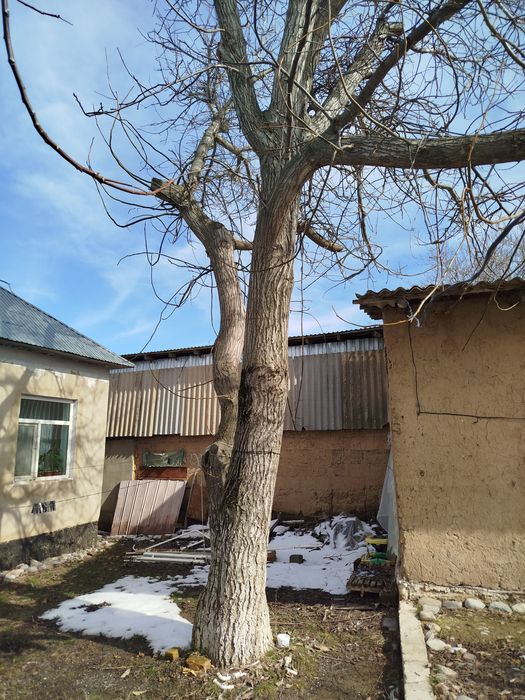 Жаңғақ ағашы сатылады