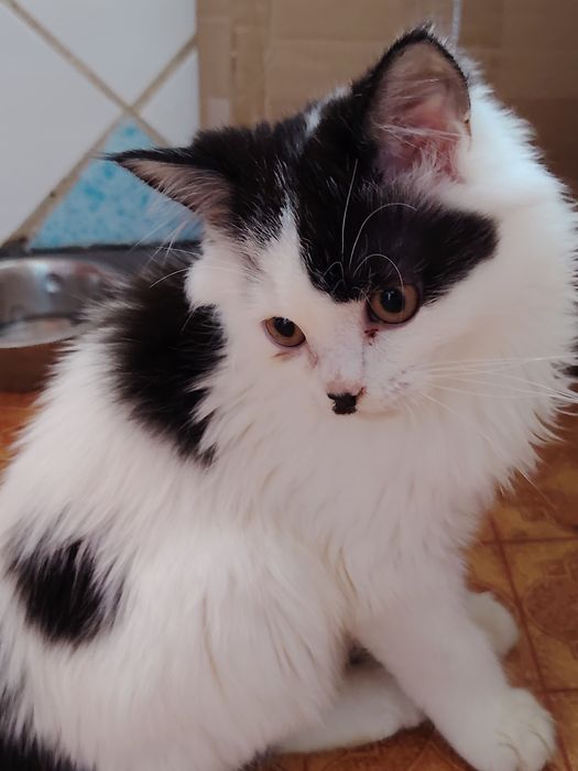 Белый пушистый шотландец мальчик