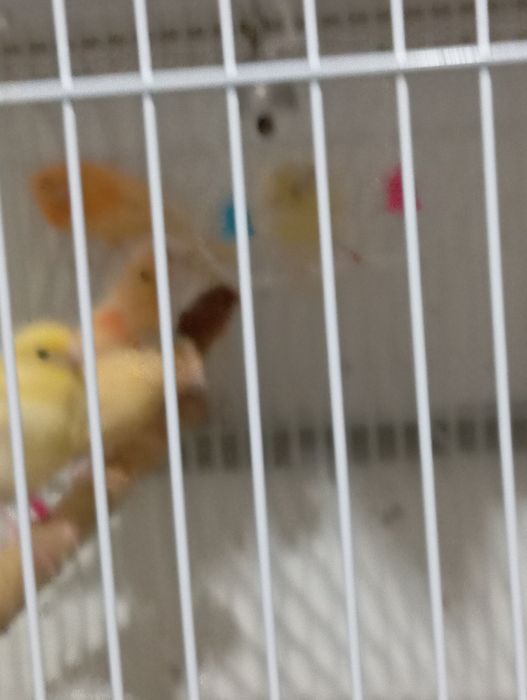 Продаю канарейку.