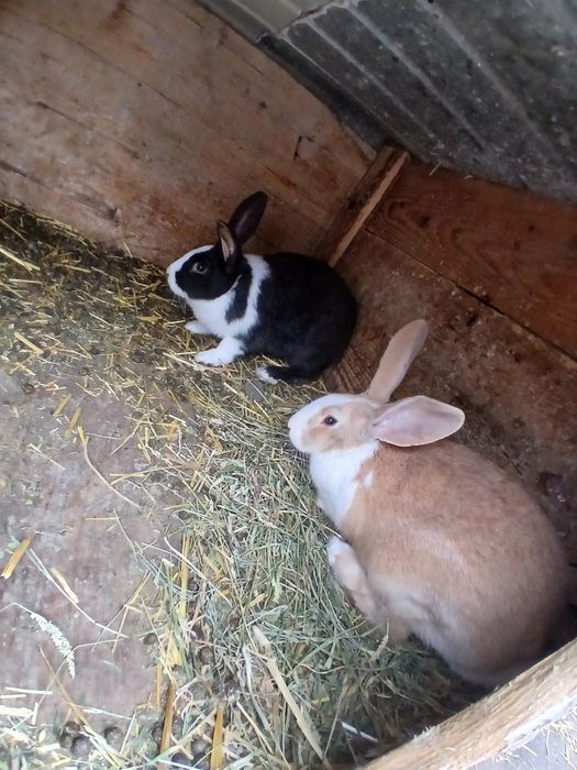 De vânzare hycole francez