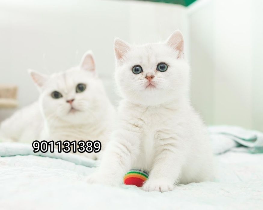 Продаётся чистокровный британский шиншилла мальчик и девочка
2 месяц