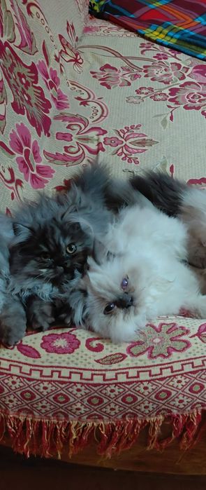 Pisicuță persană disponibil