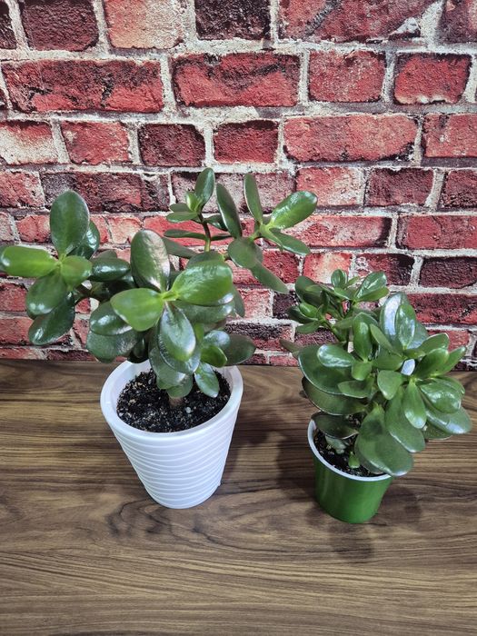 Продам домашние цветы