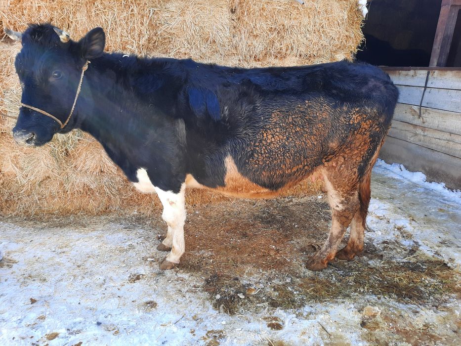 Сиыр сатылады семіз