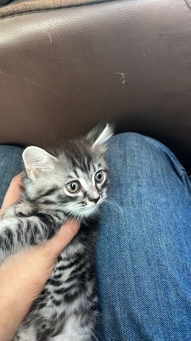 Продаётся котёнок ( девочка)