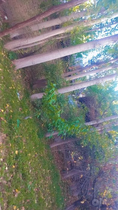 Chodak yer dacha sotiladi
