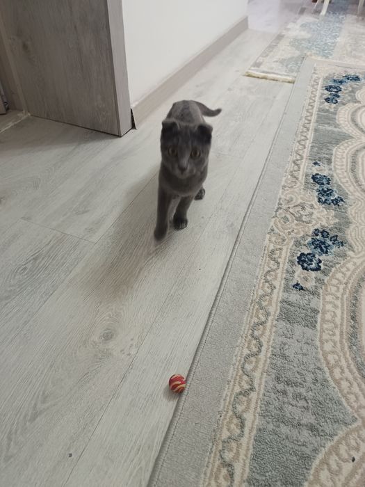 Акылды еркек мысык