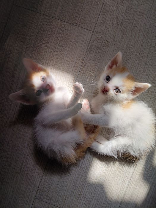 Отдам домашних чистых котят