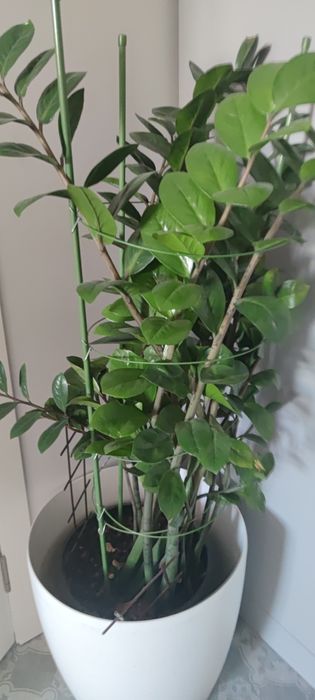 Продам комнатное растение с кашпо