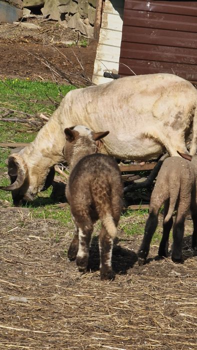 Berbeci si oi cu miei de vânzare