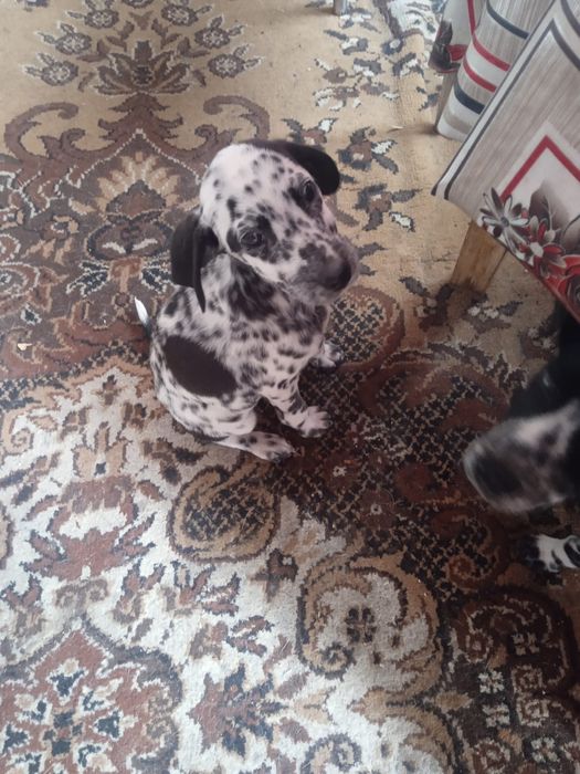 Продам долматинцев